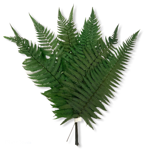 Папоротник Паршеман