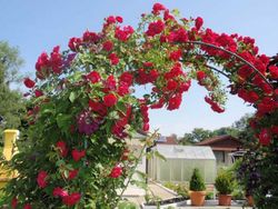 Симпатия (Sympathie)