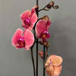 Орхидея Фаленопсис