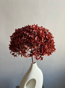 Гортензия стабилизированная красно-коричневая