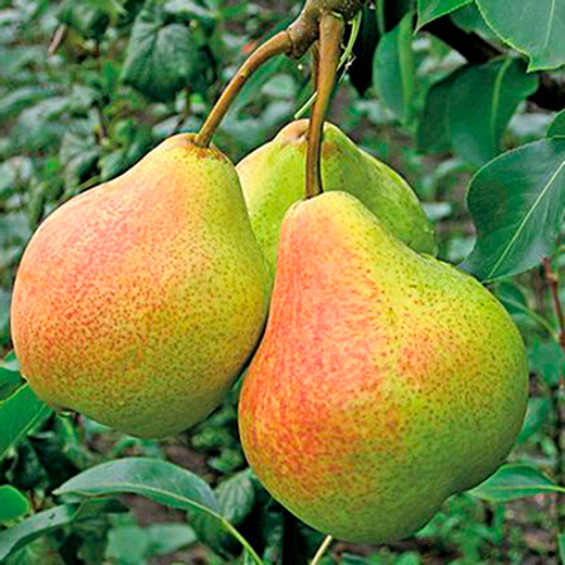 Груша Памяти Яковлева С5 Закупка М69 июнь 2026