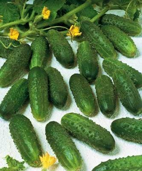 Маринда F1 семена огурца партенокарпического (Seminis / Семинис) культура – фото 3