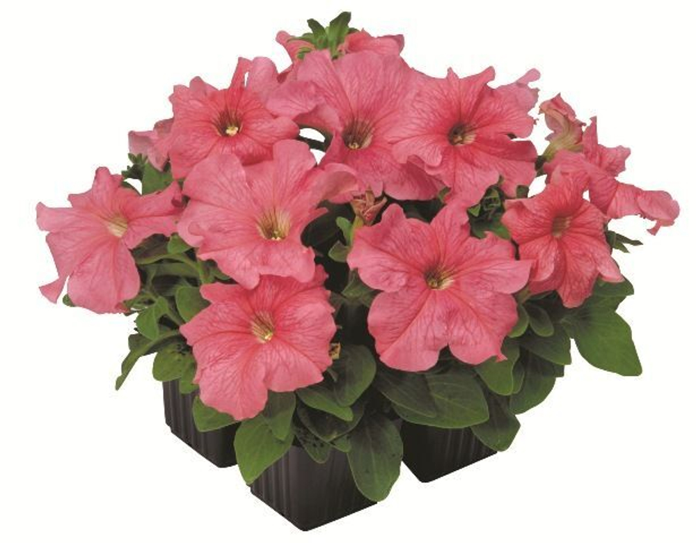 Петуния грандифлора Игл Салмон (100др) Витагрин Профи