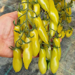 Томат Черри Танцующие пальцы