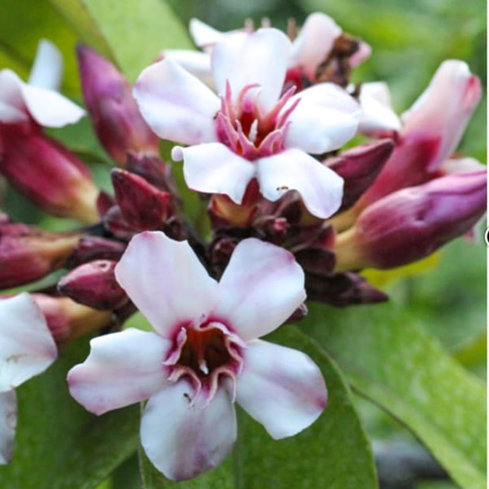 Строфант приятный – Strophanthus gratus