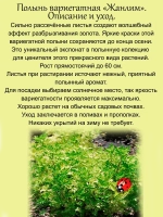 Полынь Жанлим вариегатная пёстролистная