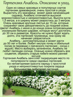 Гортензия Анабель древовидная белая