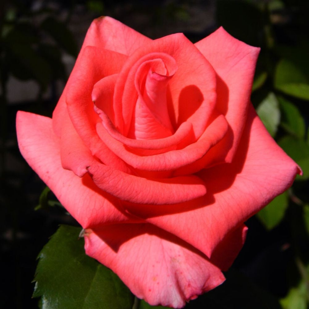 Роза чайно-гибридная Рафаэло