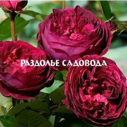 Роза парковая Фольстафф