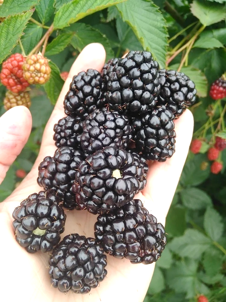 Ежевика Вон Ежевика Вон