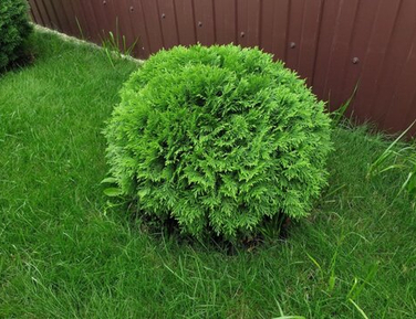 Хвойная коллекция формат Р9