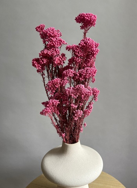 Озотамнус стабилизированный ярко-розовый