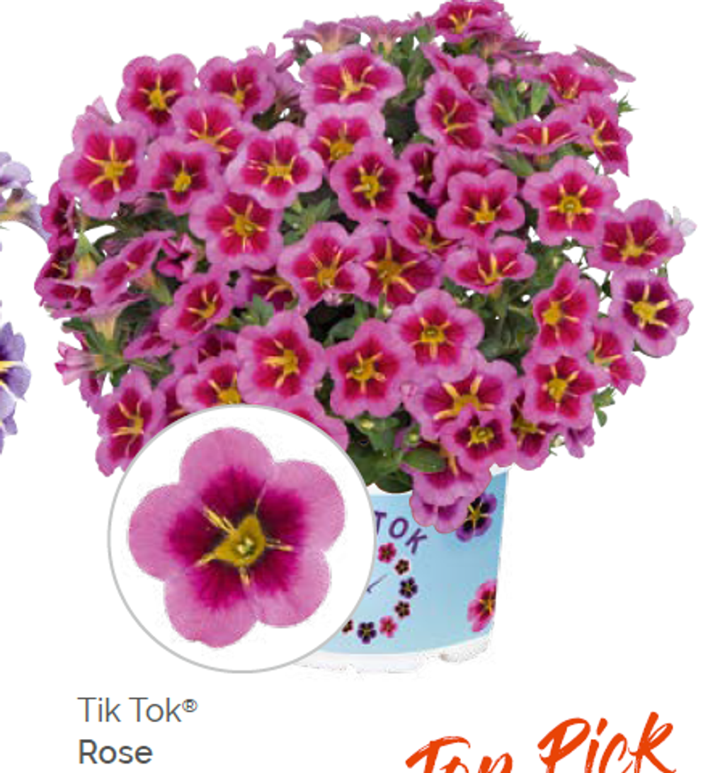 Калибрахоа Tik Tok Rose укорененный черенок ОКС февраль 26 Dummen Orange