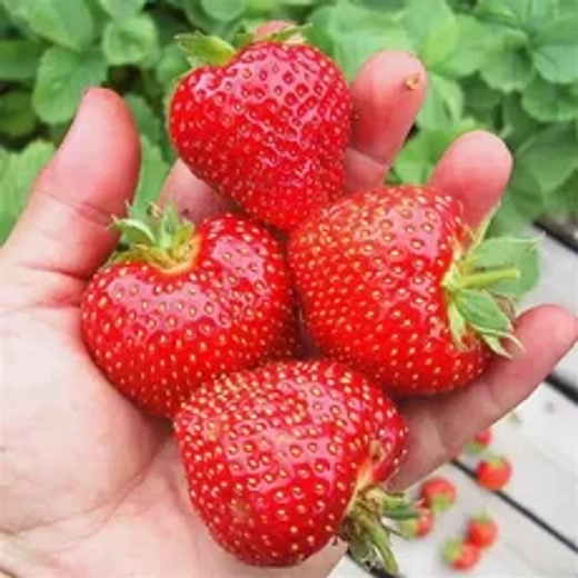 Земляника садовая Флоренс Р9 Закупка М65 май-июнь 2026