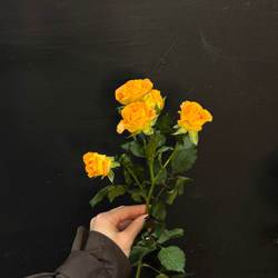 Роза кустовая eternal flame 50 см / 1 шт