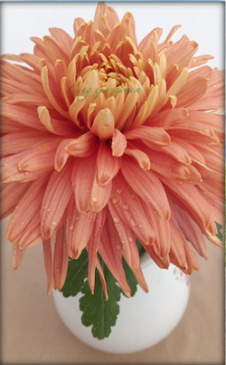 Хризантема одноголовая Золотое руно ☘ о.42 (доставка весна 2026г)