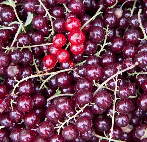 Смородина вишневая "Виксне Вишневая"