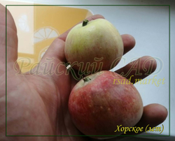 Яблоня Хорское
