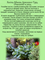 Хоста Абиква Дринкин Гурд Голубая чашеобразная
