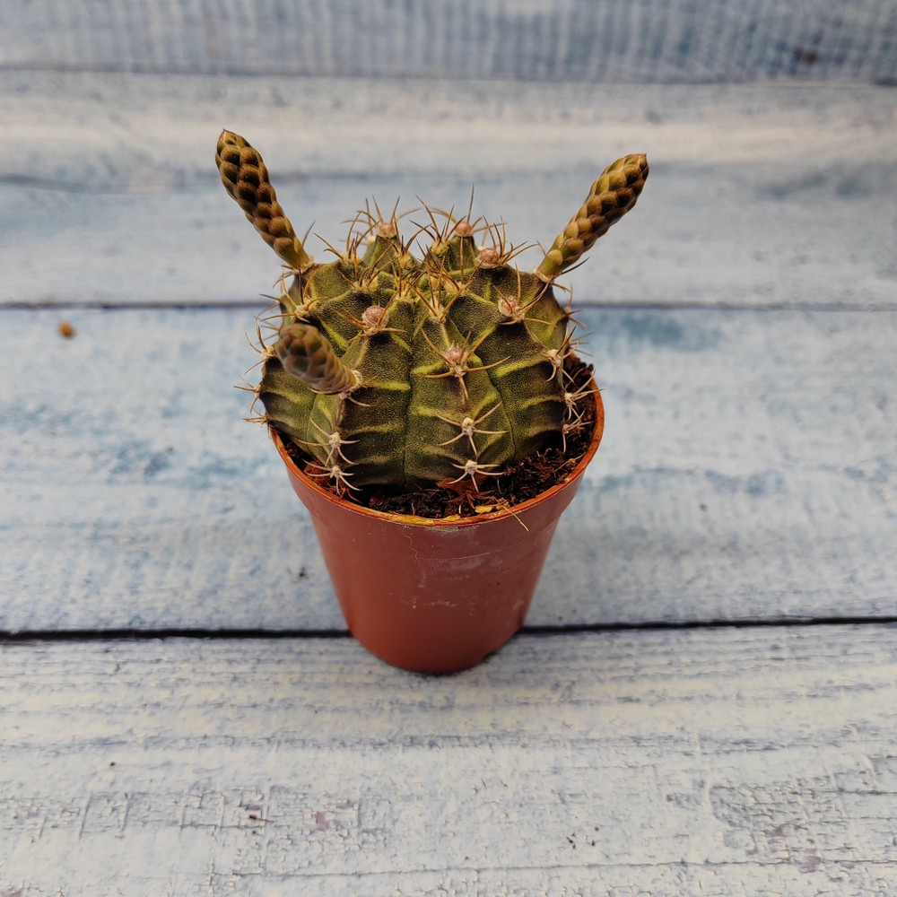 Gymnocalycium Friedrichii (Гимнокалициум)