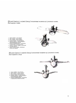 Атлас анатомии домашних животных. Том 2. Туловище | П. Попеско
