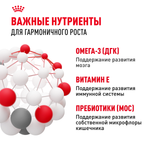 Royal Canin Kitten Киттен Корм сухой сбалансированный для котят в период второй фазы роста до 12 месяцев 300г