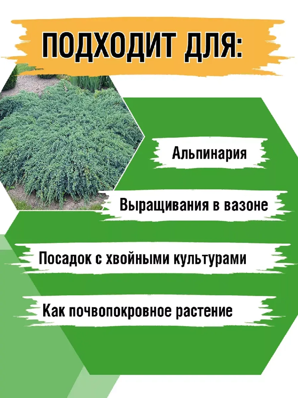 Можжевельник Блю карпет саженцы хвойных