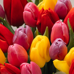 Микс 25 тюльпанов