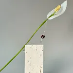 Браслет Meridian I с вишневым янтарем