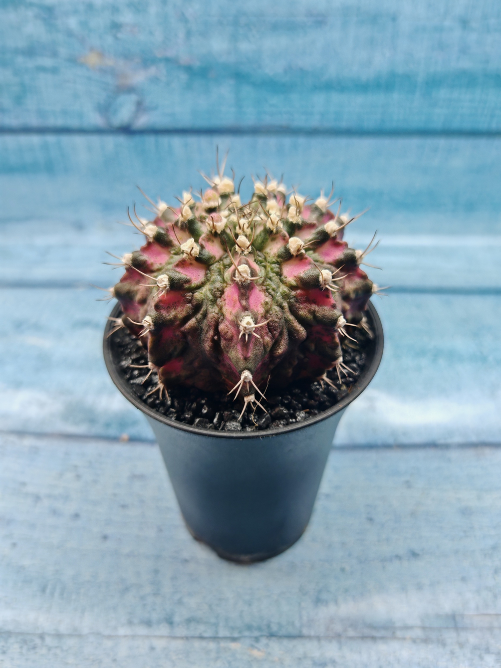 Gymnocalycium T-Rex Pink hybrid (Гимнокалициум T-rex)