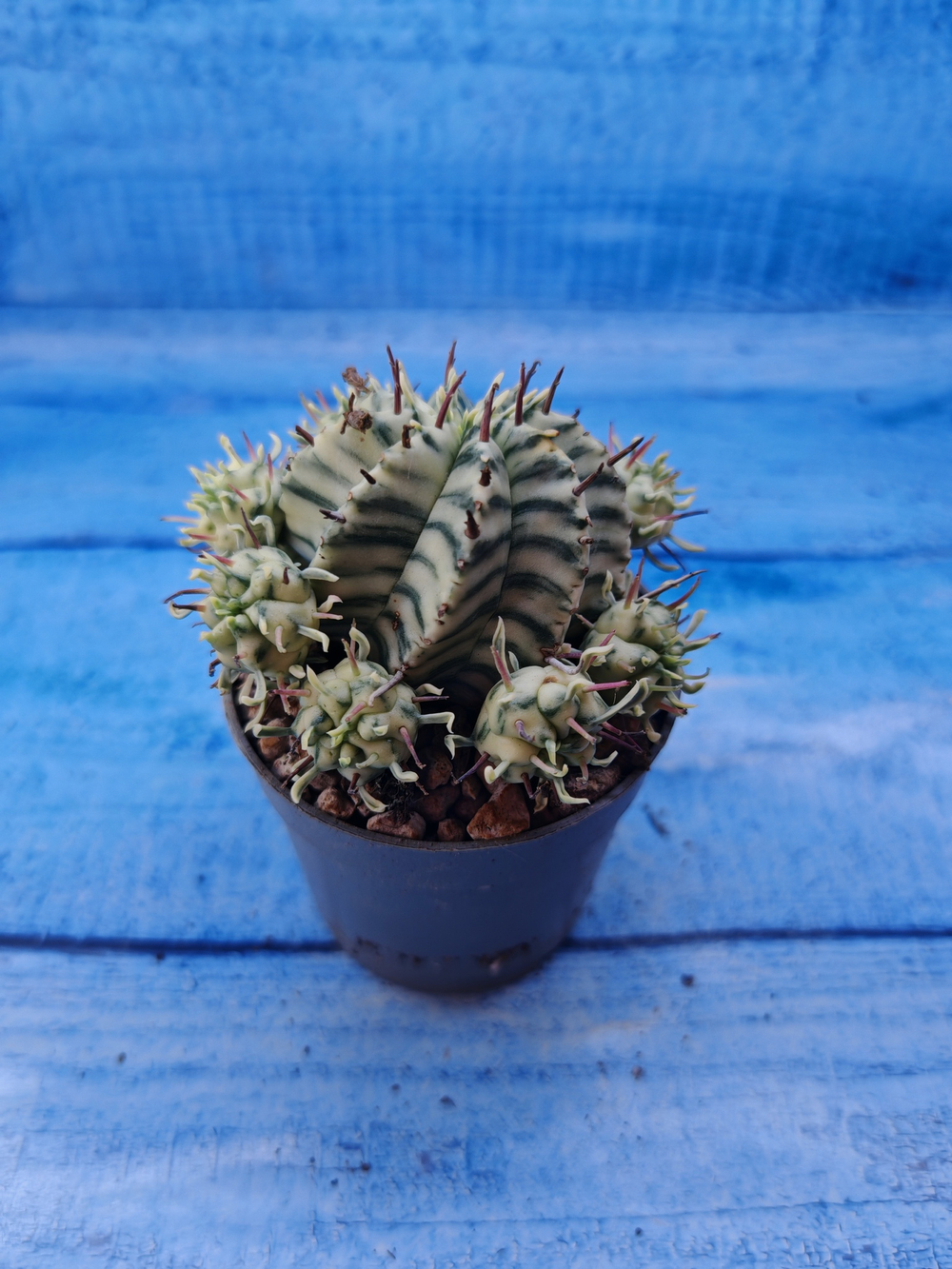 Euphorbia meloformis f. Variegated (Эуфорбия вариегатная)