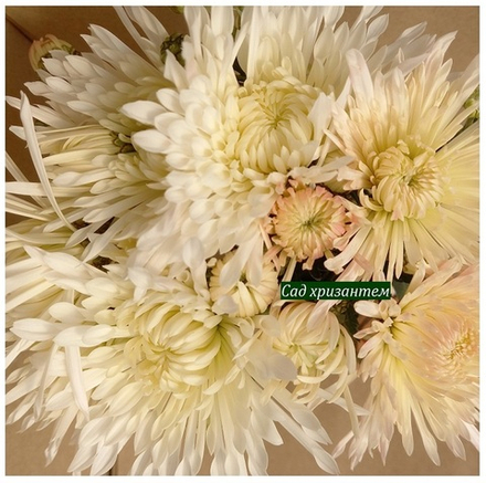 Хризантема мультифлора Белая иголка ☘ м.78 🌿 (отгрузка Сентябрь)