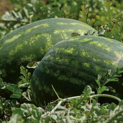 Тамерлан F1 семена арбуза (Nunhems / Нюнемс)