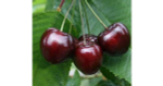 Черешня Ленинградская черная (8-летняя)