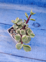 Portulacaria Afra Variegata (Портулакария)