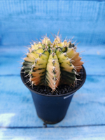Gymnocalycium Variegata (Гимнокалициум Вариегатный)