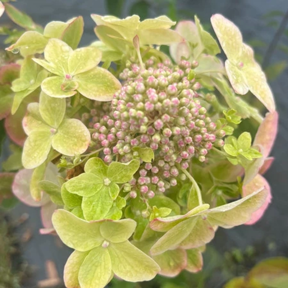 Металлика «Metallica» С2.0