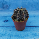 Gymnocalycium Friedrichii (Гимнокалициум)