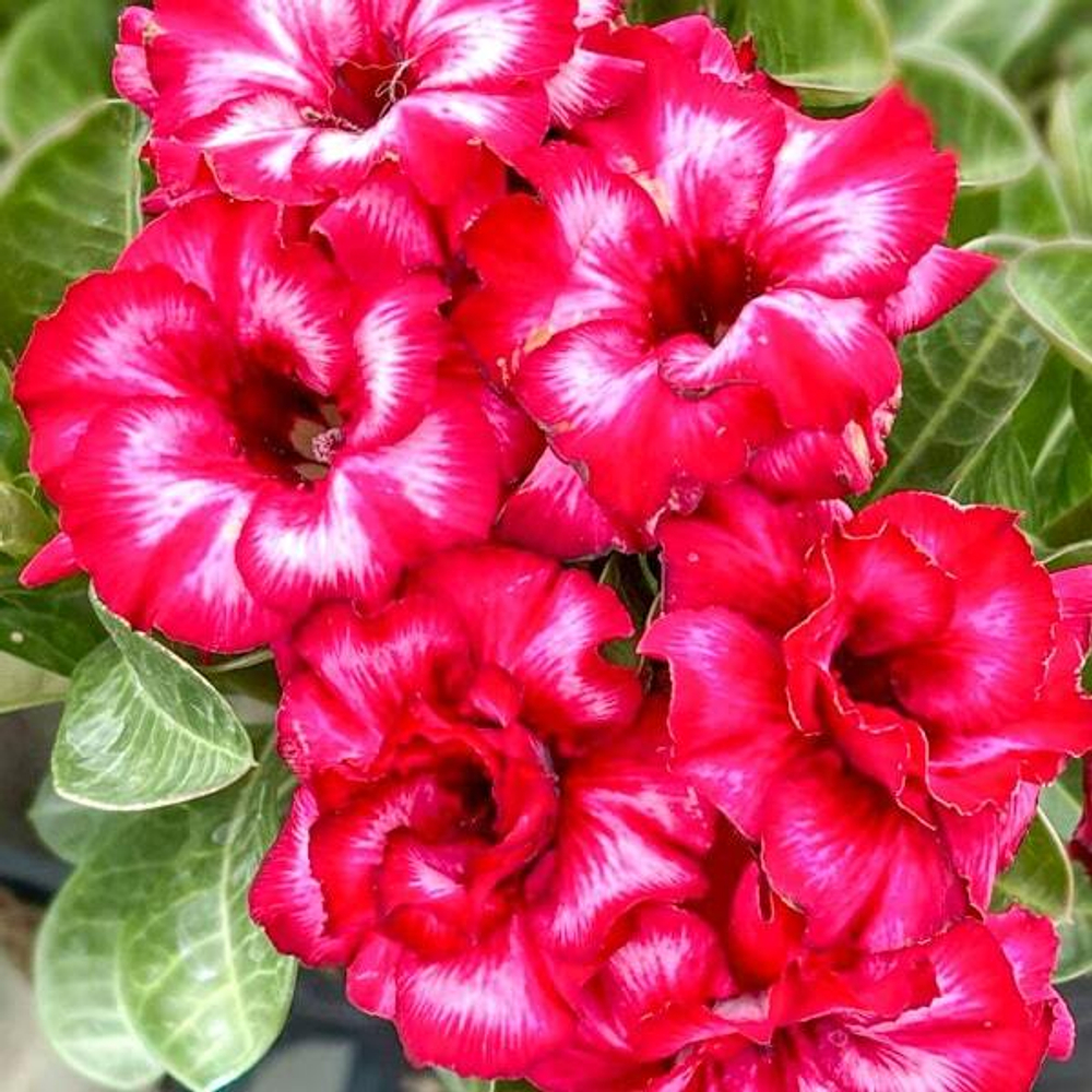 Адениум NANG NGAM