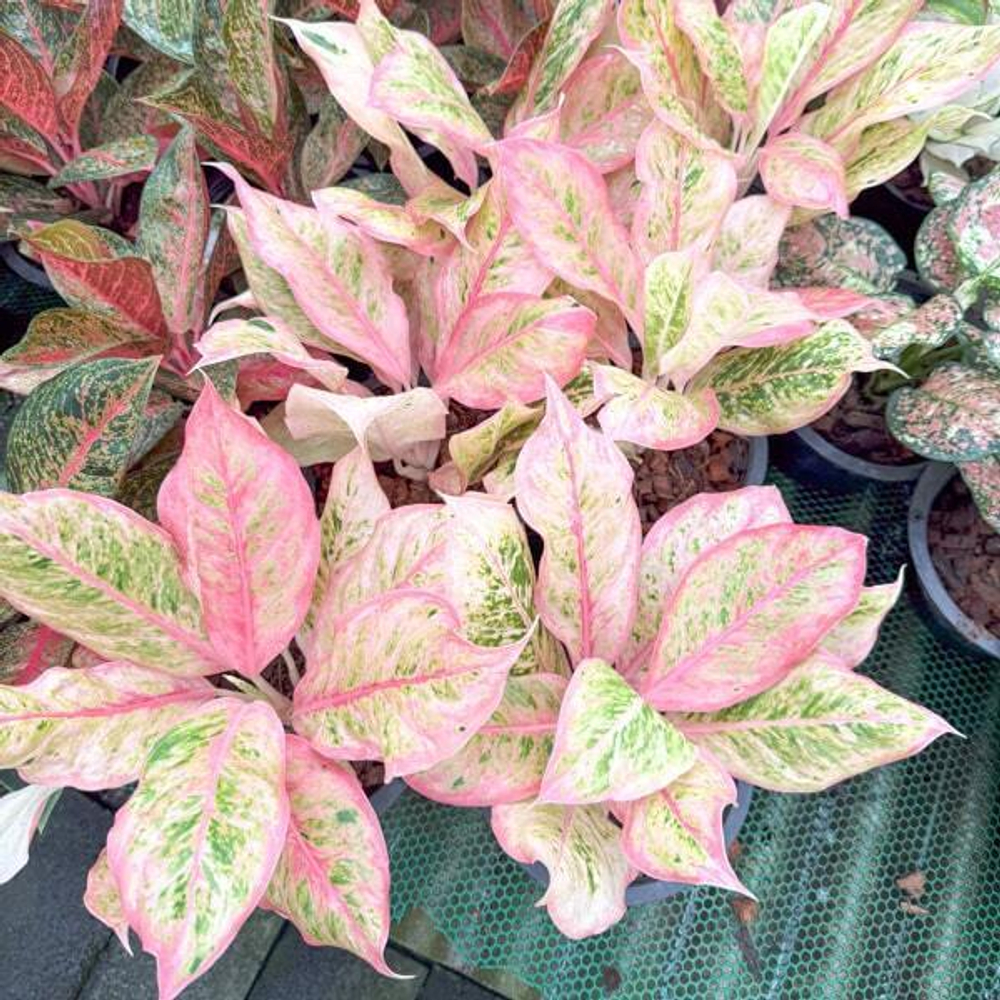 Аглаонема PINK PALM