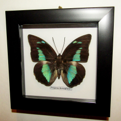 Бабочка Prepona demophoon в рамке