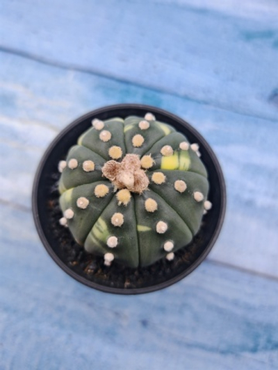 Astrophytum Asterias variagate (Астрофитум)