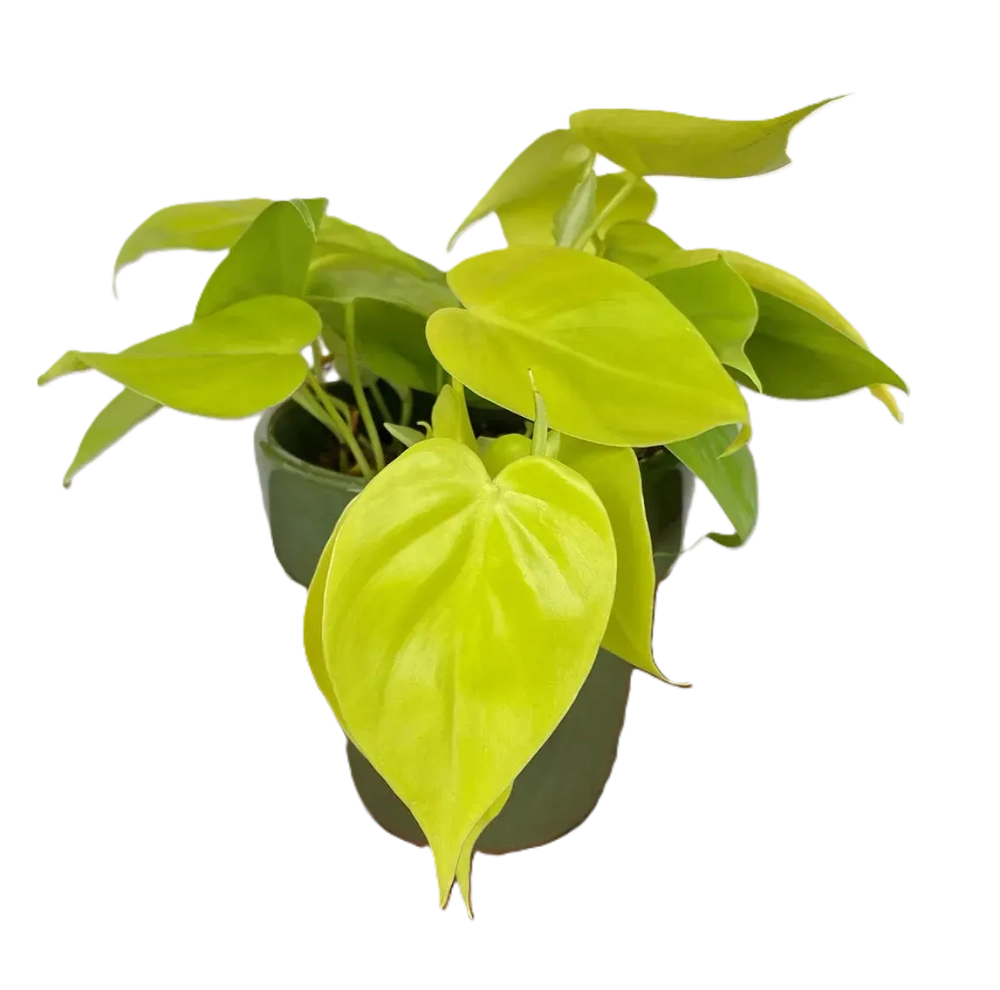 Филодендрон "Скан Голд"