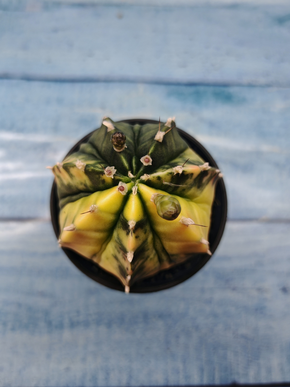 Gymnocalycium Variegata (Гимнокалициум Вариегатный)