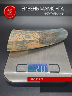 Острие бивня мамонта для коллекции