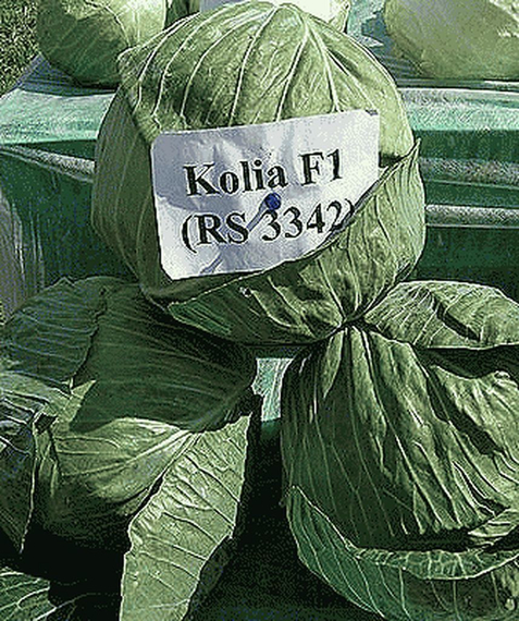 КОЛЯ F1 семена капусты белокочанной (Seminis | Alexagro) – фото 3