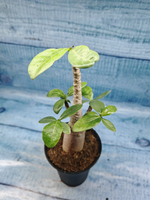 Adenium Baobab (Адениум)