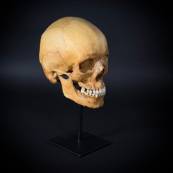 Череп человека на стойке (анатомическая модель)