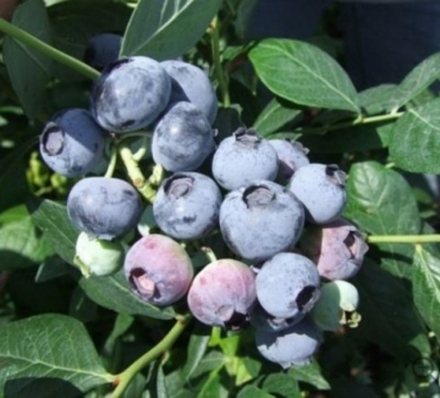 Аврора (Aurora) голубика 2 года С1.5-2.0