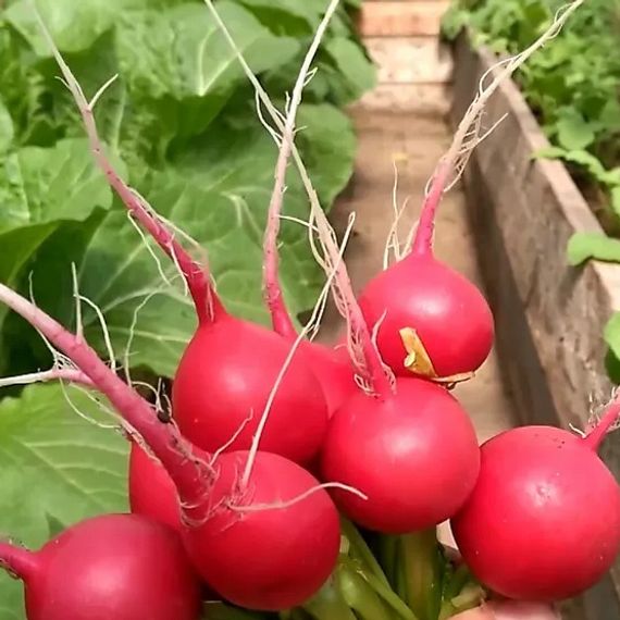 Черриэт F1 семена редиса (Sakata / ALEXAGRO) культура